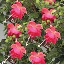 Fuchsia Bush Mix 1L