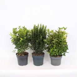 Euonymus Mix (Exclusive) 23cm