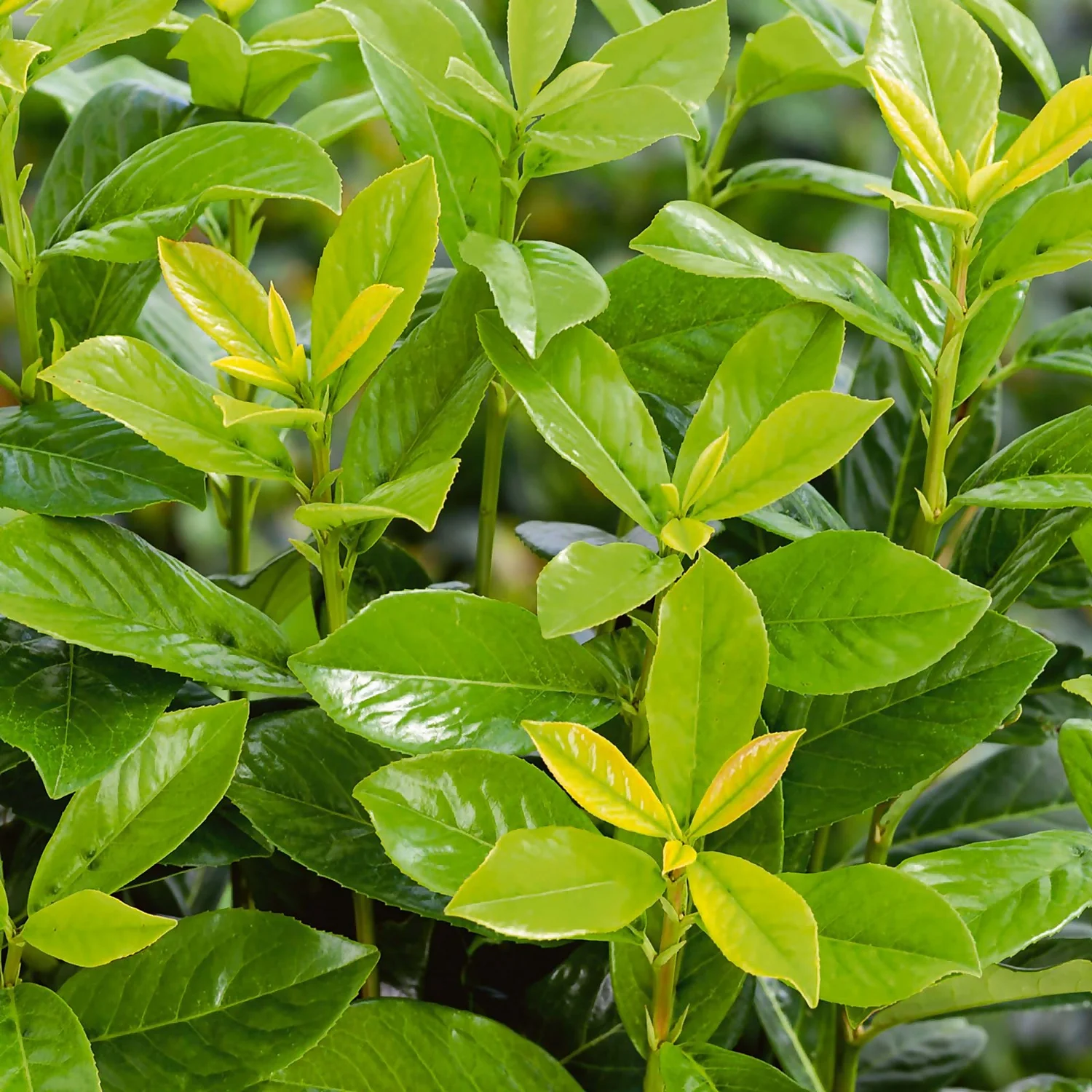 Photinia X Fraseri Little Red Robin 10L - Image 2