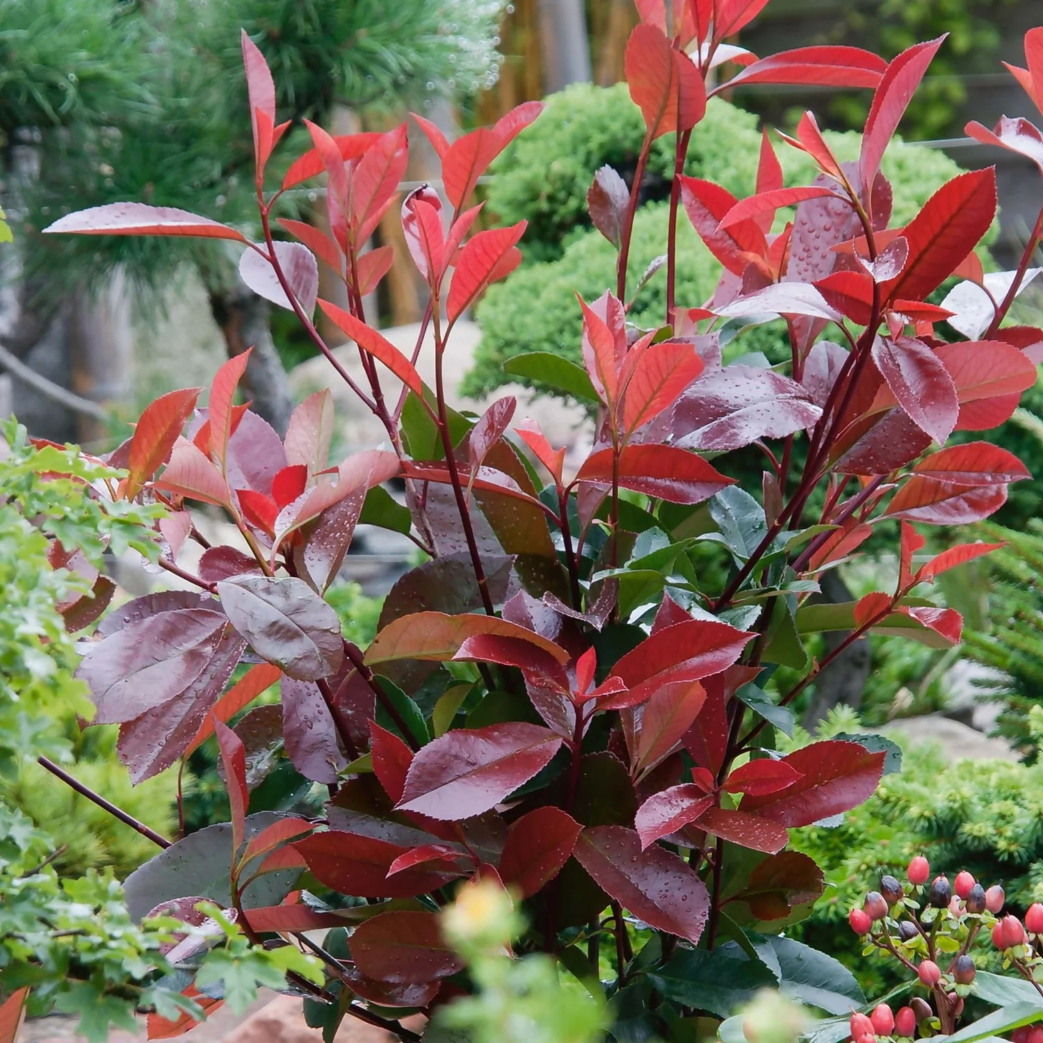 Photinia X Fraseri Little Red Robin 10L
