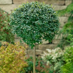 Ligustrum Ionandrum Delavayanum 18L Half Standard
