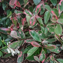 None Photinia X Fraseri Pink Louise