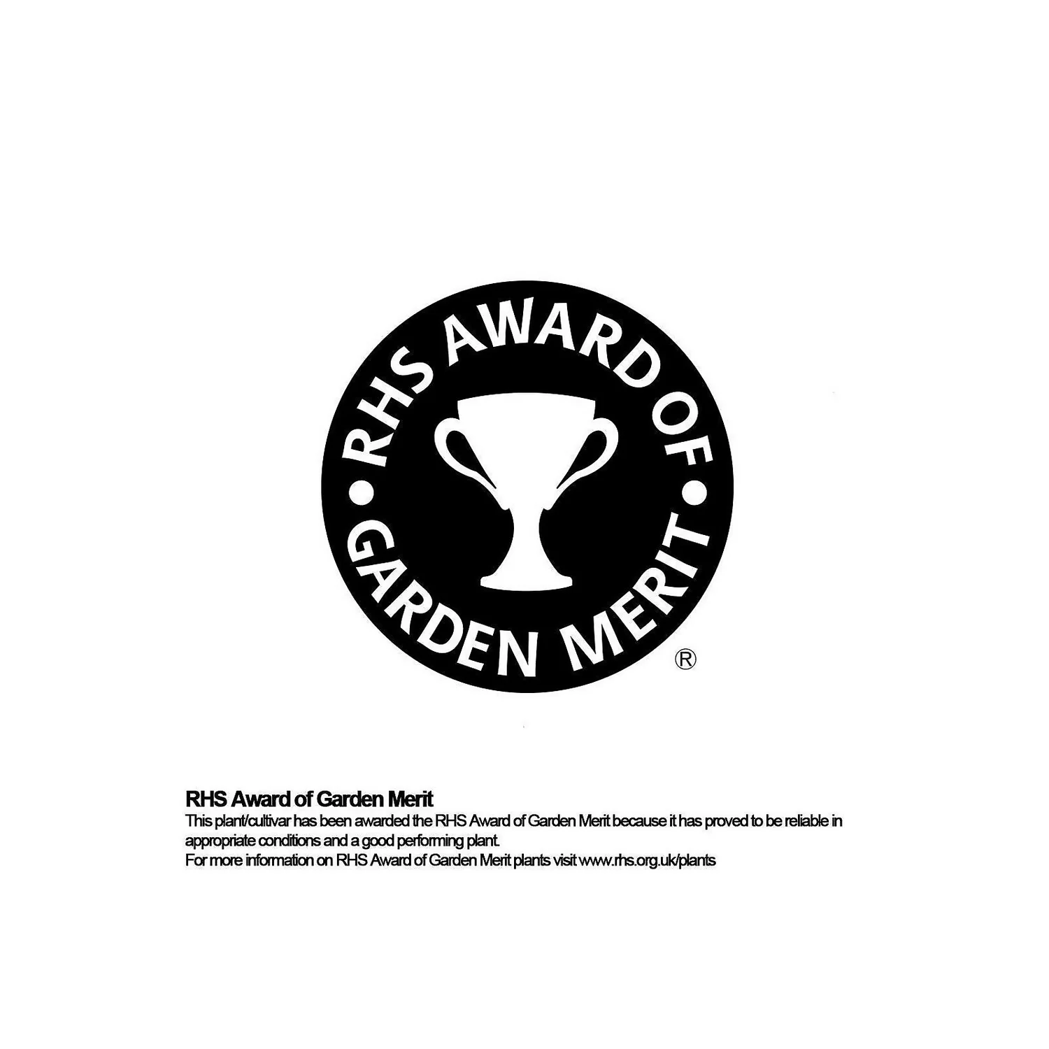 Aucuba Japonica Variegata 17cm - Image 3