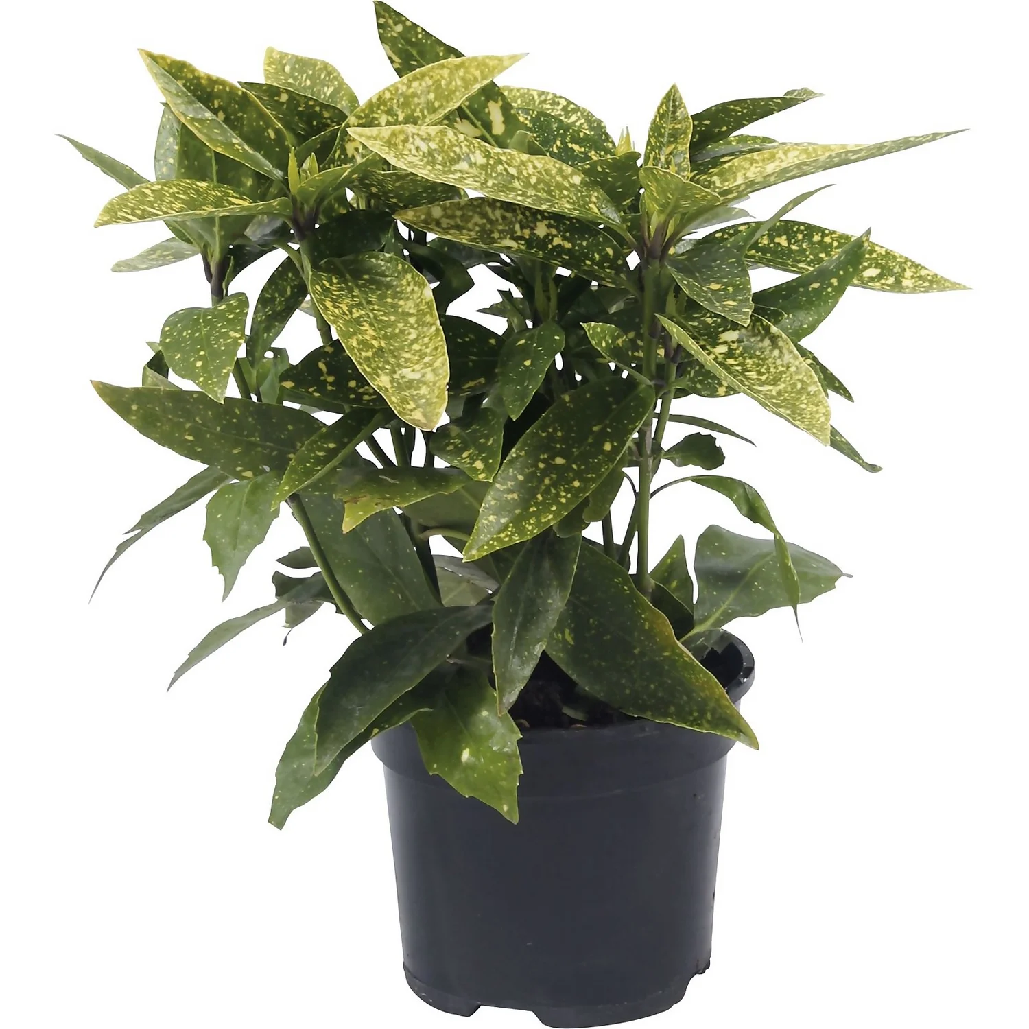 Aucuba Japonica Variegata 17cm - Image 2