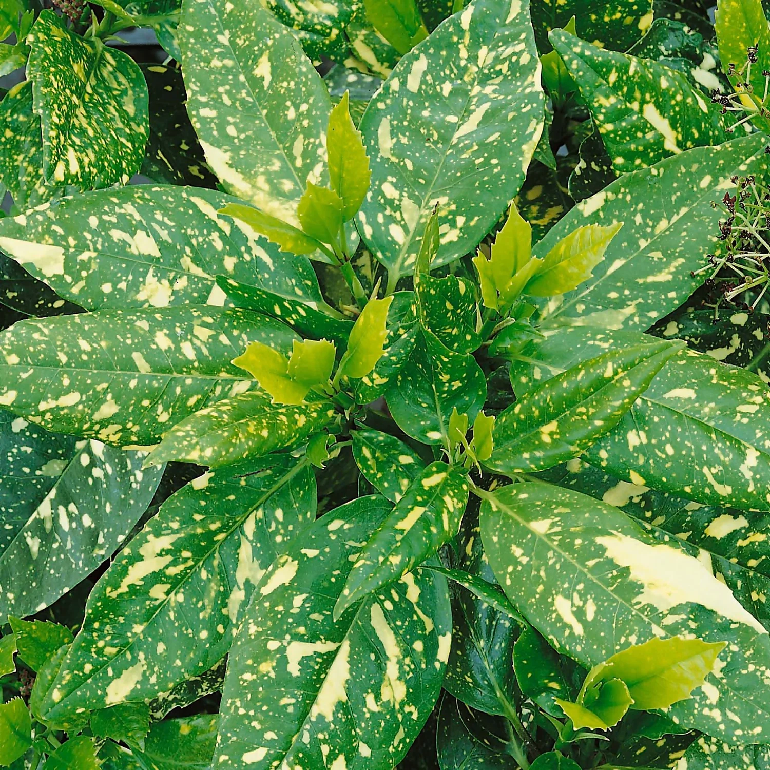 Aucuba Japonica Variegata 17cm - Image 4