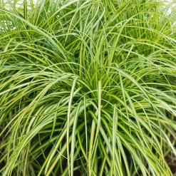 Grass Carex 14 Cm