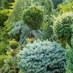 Conifer Mix 17cm