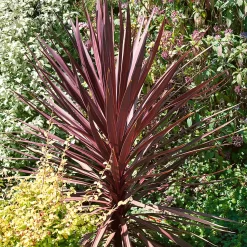 Cordyline Australis Red Star 17cm