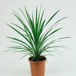 Cordyline Australis Verde 17cm