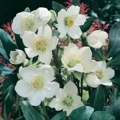 Helleborus Niger Christmas Carol 6 Pack