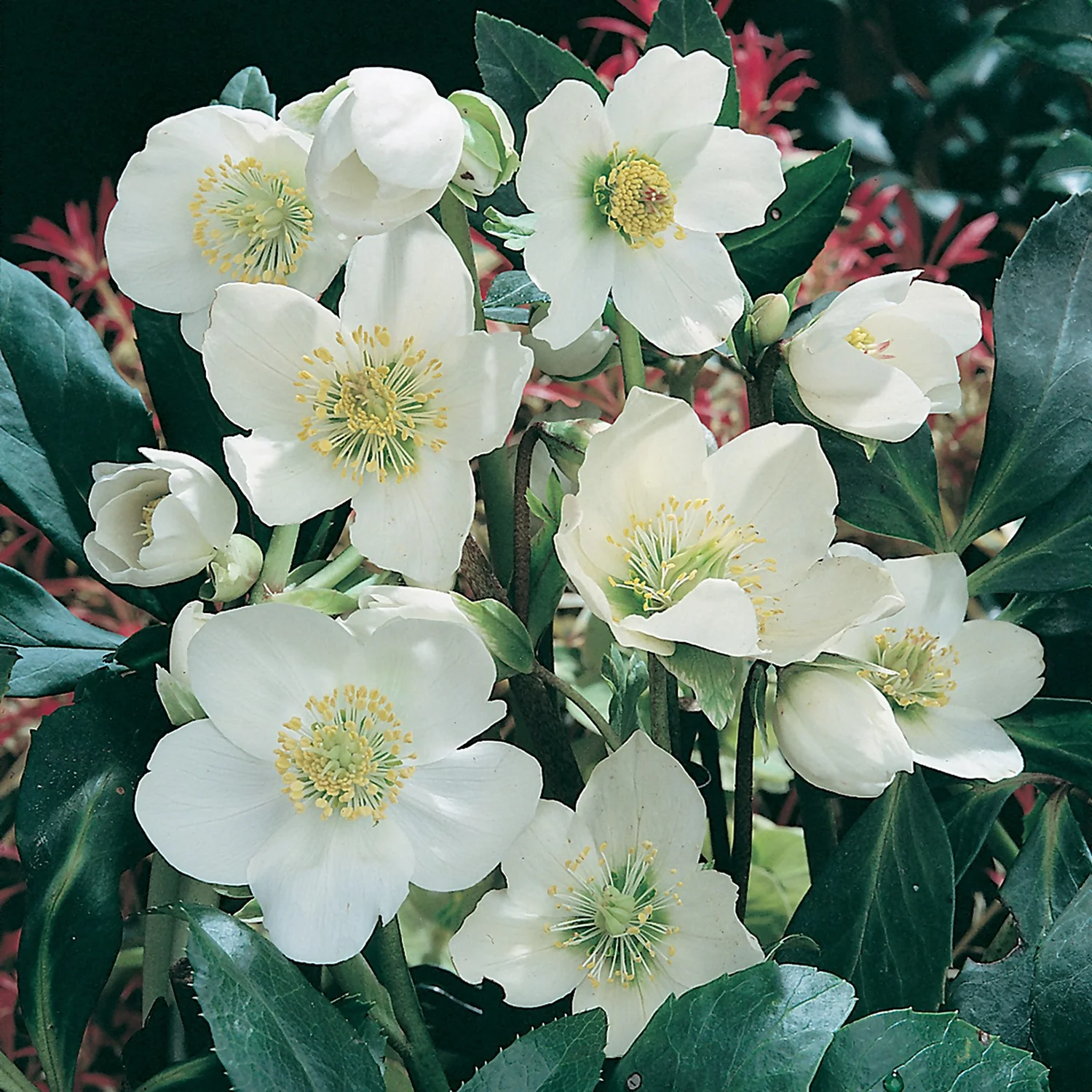 Helleborus Niger Christmas Carol 12cm