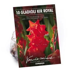 None Gladioli Kir Royal Flower Bulbs