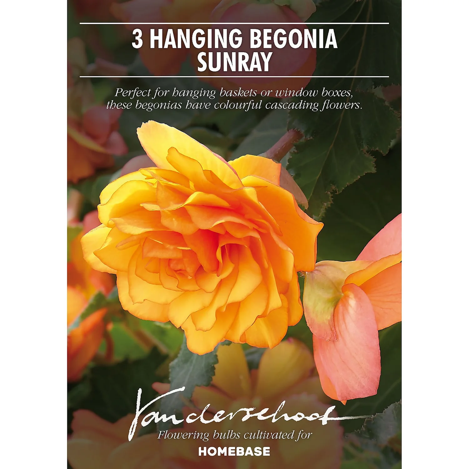 None Hanging Begonia Sunray Flower Bulbs - Image 2