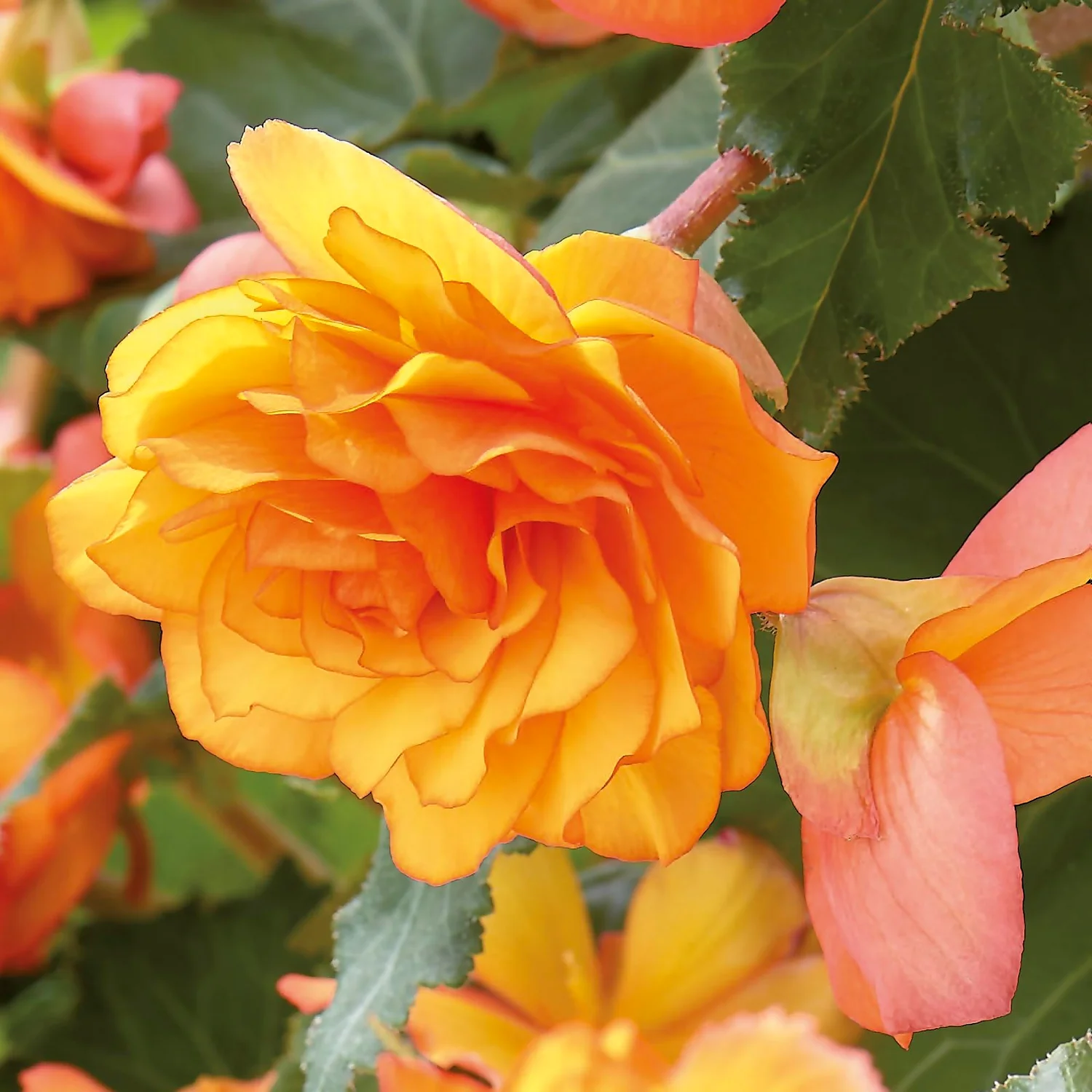 None Hanging Begonia Sunray Flower Bulbs - Image 3