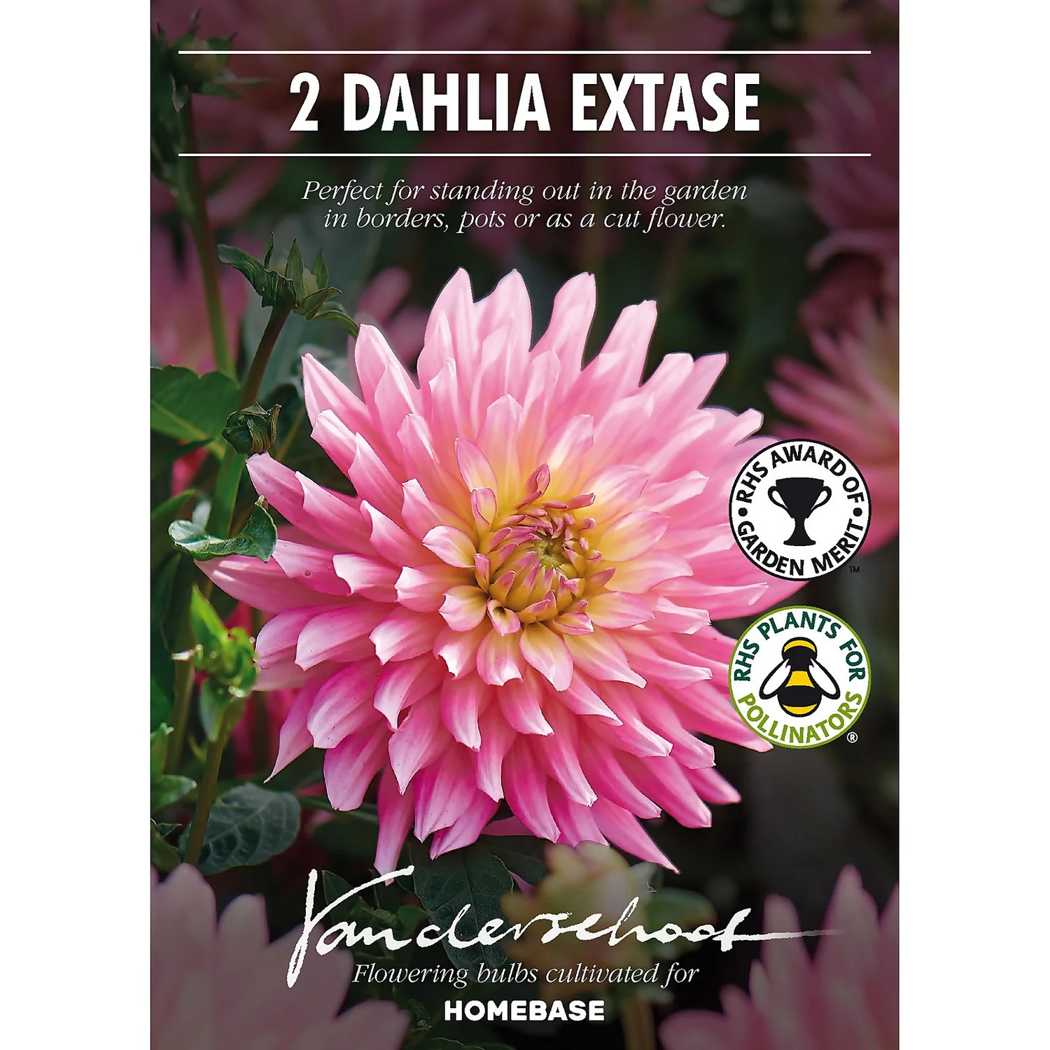 None Decorative Dahlia Extase Flower Bulbs - Image 2