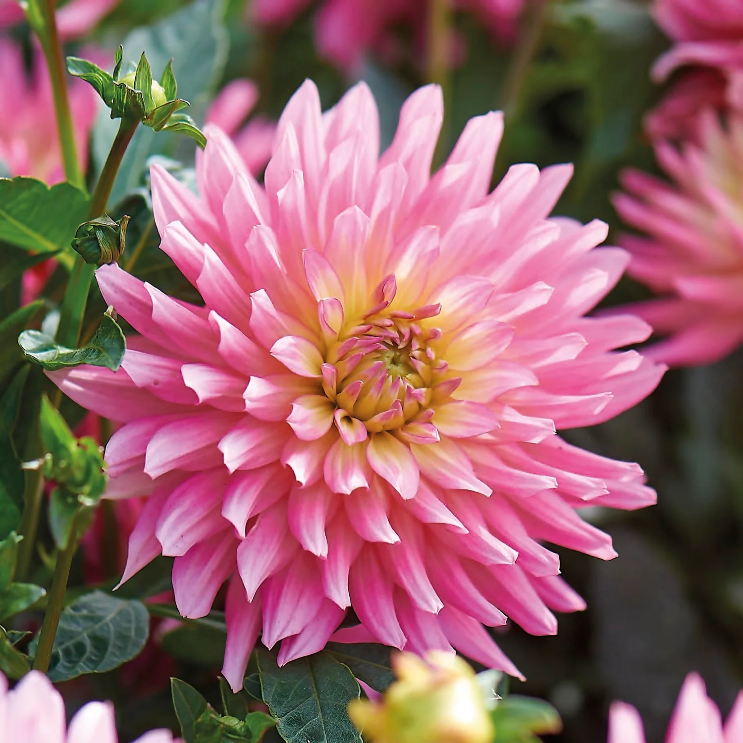 None Decorative Dahlia Extase Flower Bulbs - Image 3