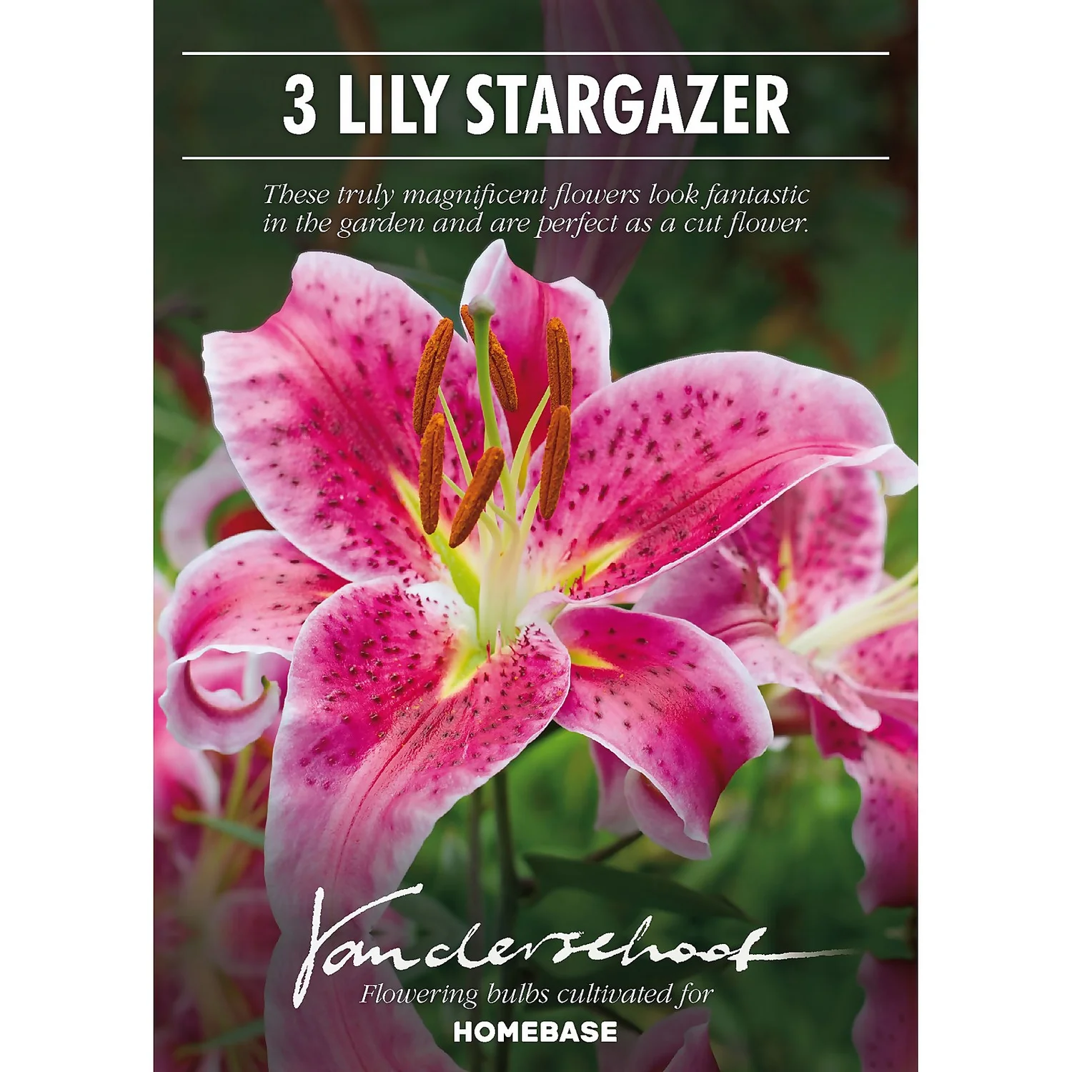 None Oriental Lily Stargazer Flower Bulbs - Image 2