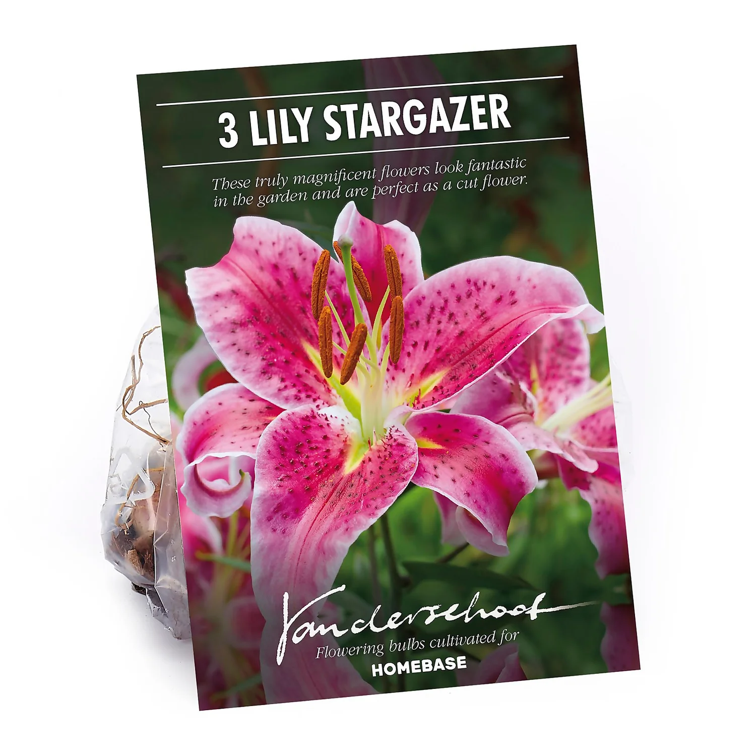 None Oriental Lily Stargazer Flower Bulbs