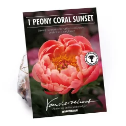 None Peony Lactiflora Coral Sunset Flower Bulb