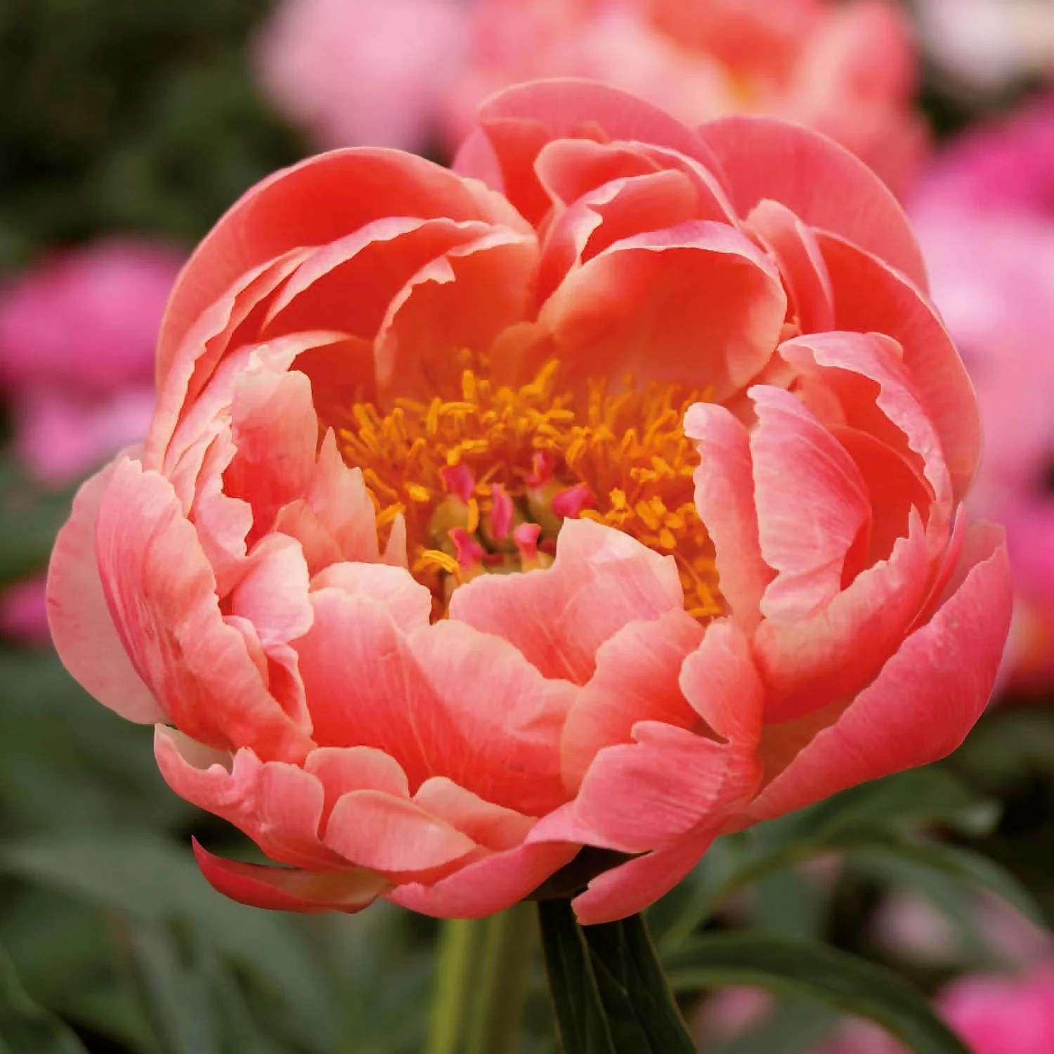 None Peony Lactiflora Coral Sunset Flower Bulb - Image 3