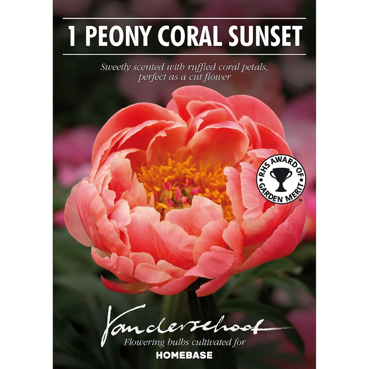None Peony Lactiflora Coral Sunset Flower Bulb - Image 2