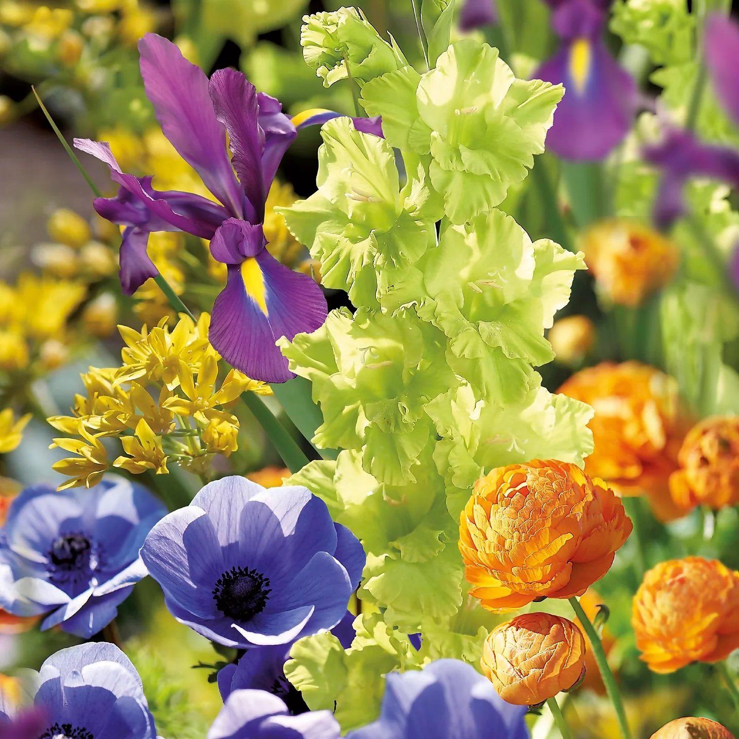 None Summer Shades Flower Bulb Collection - Image 3