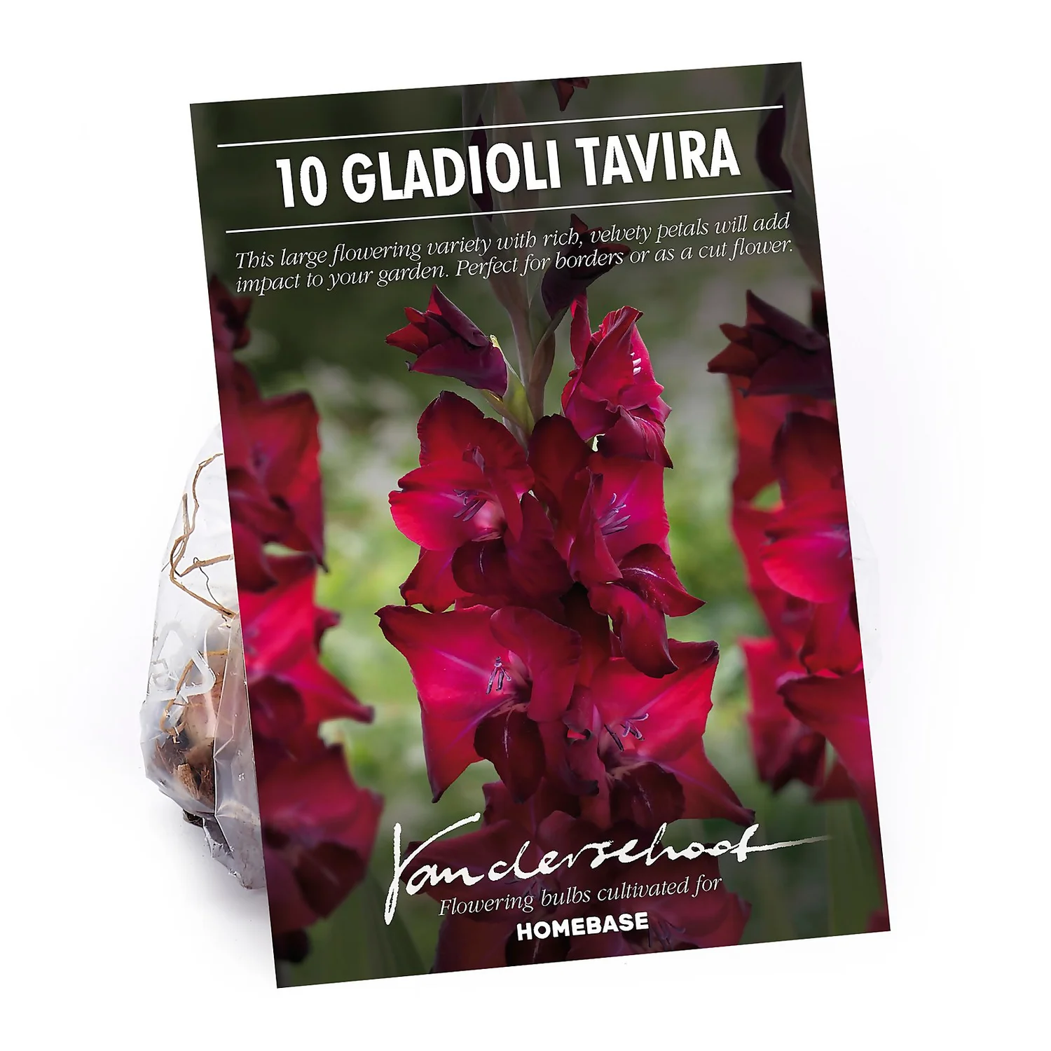 Gladioli Tavira Flower Bulbs