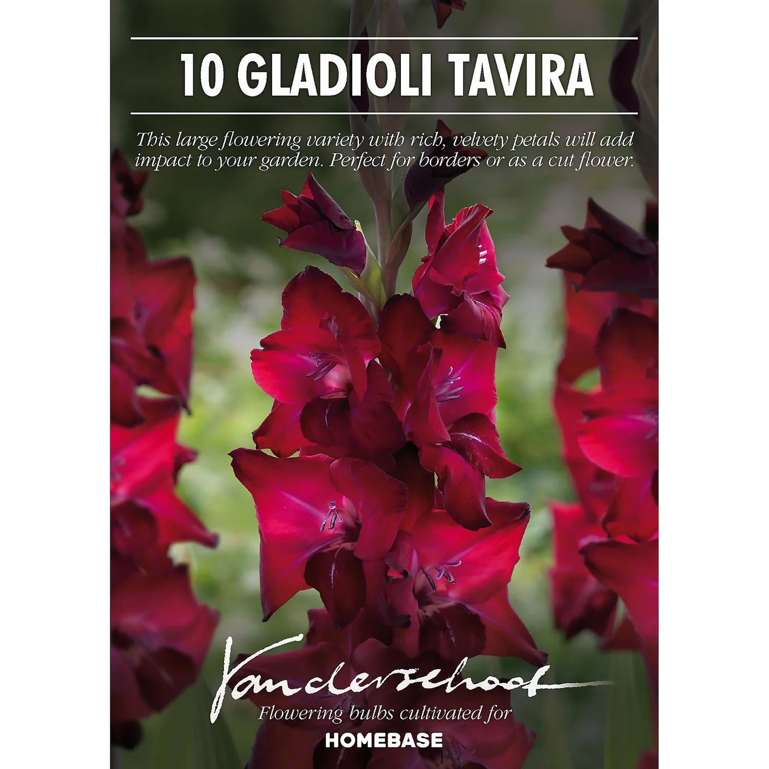 Gladioli Tavira Flower Bulbs - Image 2