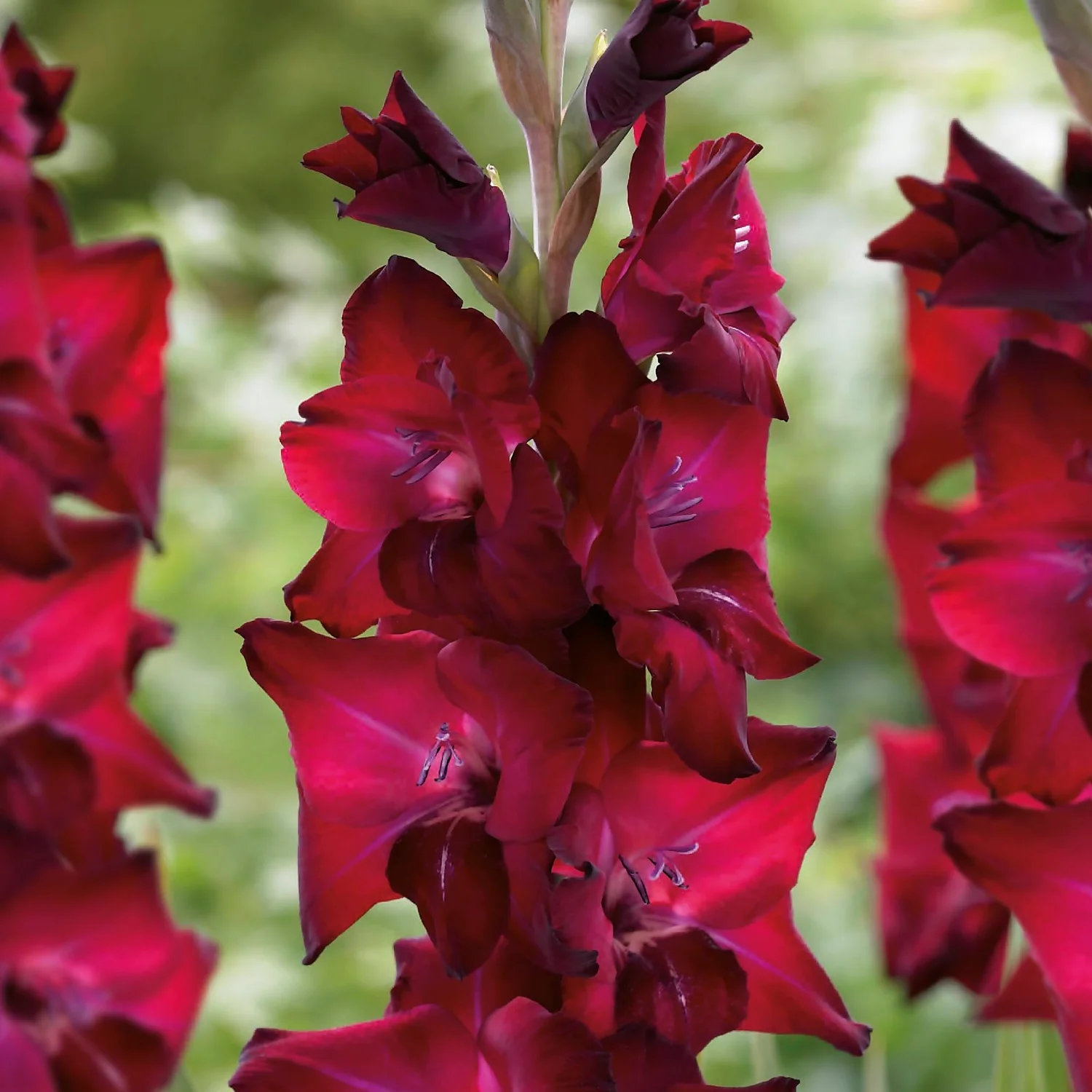 Gladioli Tavira Flower Bulbs - Image 3