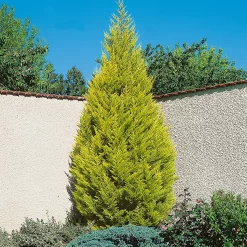 Cupressus Macr. Goldcrest Wilma Pyramid (Cupressus Macrocarpa Goldcrest) 14cm
