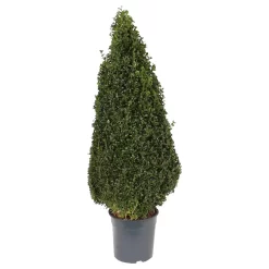 Buxus (Box) 24cm Pyramid 70-80cm