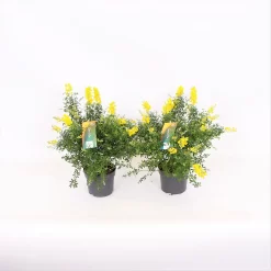Genista Blooming Dreams 13cm