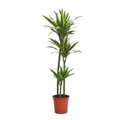 Dracaena Deremensis Lemon Lime Jumbo (Dragon Tree) 90-60-30cm - Pot Size 24cm