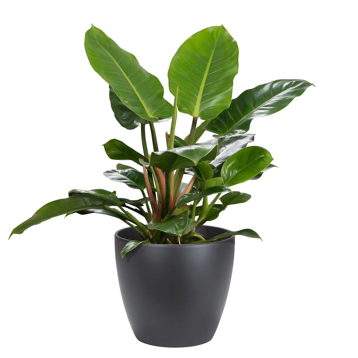 Black Anthracite Indoor Plant Pot - 33cm - Image 2
