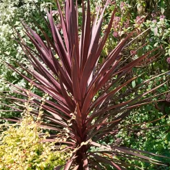 Cordyline Australis Red 17cm