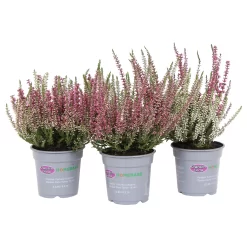 None Calluna Vulgaris Twins