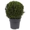 None Buxus Ball 6.5L