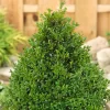 None Box Buxus Pyramid 50/60 Cm 23 Cm Pot