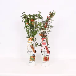 Pyracantha Red Sunny Star 15cm Trellis