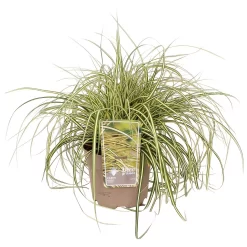 Grass Carex Evergold 19cm