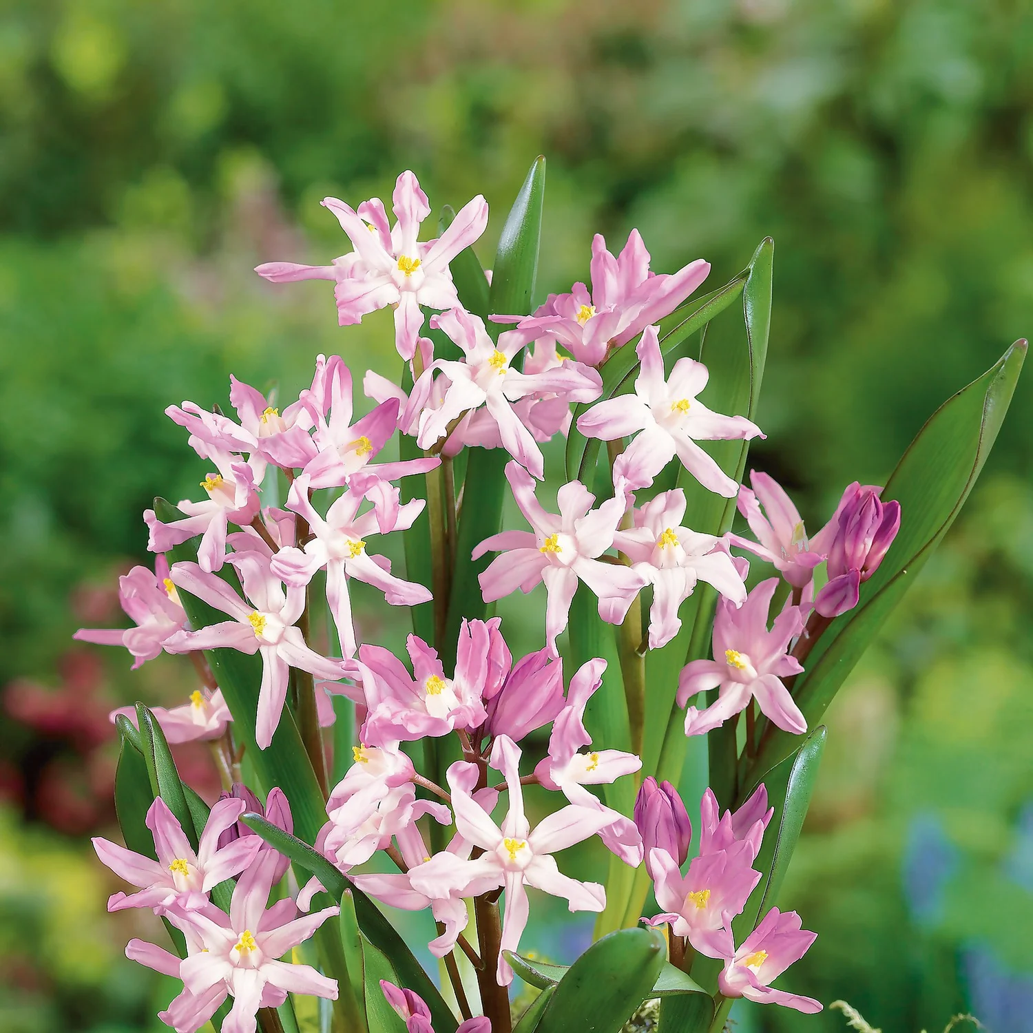 Chionodoxa Luciliea Mix 1L - Image 2