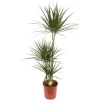 None Dracaena Marginata Dragon Tree Houseplant - 24cm