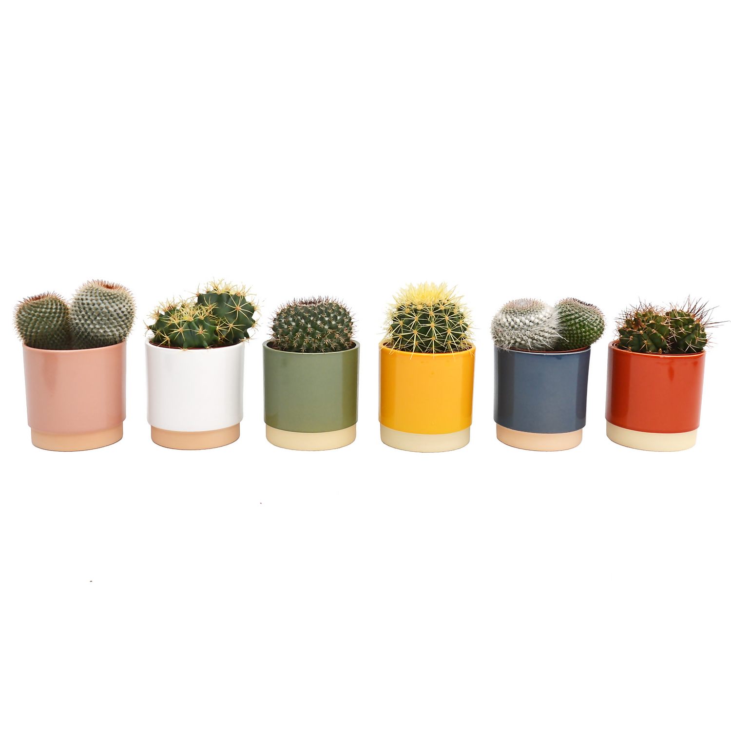 Cactus Mix In Eno Duo Pot 13cm