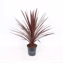 Cordyline Australis Red Star 17cm