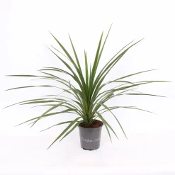 Cordyline Australis Verde 17cm