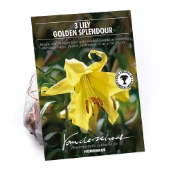 Lillium Golden Splendour
