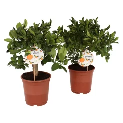 Citrus Calamondin And Lemon Trellis House Plant - 12Cm