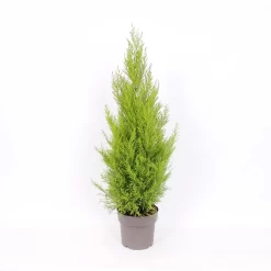 Cupressus Macr. Goldcrest Wilma Pyramid (Cupressus Macrocarpa Goldcrest) 21cm