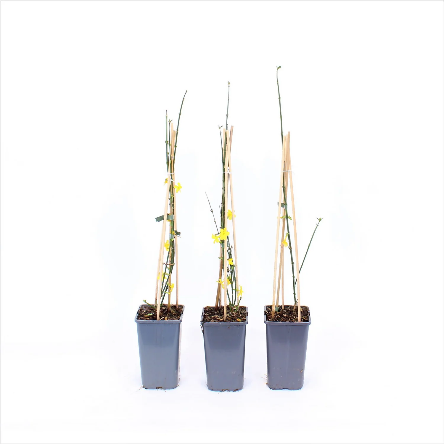 Jasminum Nudiflorum 14cm