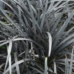 Grass Ophiopogon Nigrescens 10.5cm